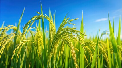 Green rice ears against a clear blue sky background, rice, ears, agriculture, farming, harvest, field, crop, nature, growth, rural