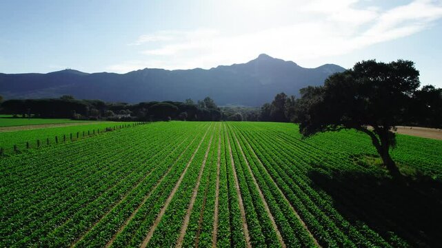 green agricultural fields with carrots and vegetables