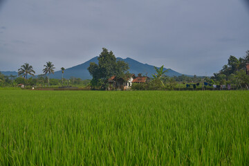 View of rice fields and beautiful blue mountain background in Tasikmalara, West Java