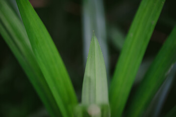 Obraz premium Abstract, nature Green leaf background and beautiful wallpaper.