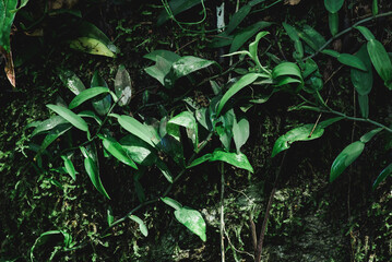 Abstract, nature Green leaf background and beautiful wallpaper.