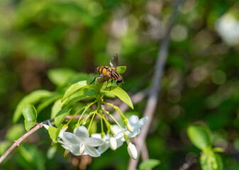 close up of Wasp on a leaf