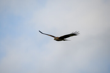 close-up of a red kite (Milvus milvus) in flight, blue and white cloud sky