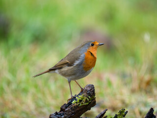 Rotkehlchen (Erithacus rubecula)