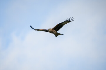 close-up of a red kite (Milvus milvus) in flight, blue and white cloud sky
