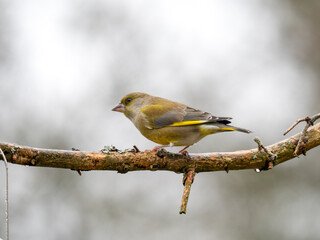 Grünfink (Chloris chloris)