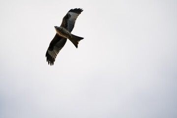 close-up of a red kite (Milvus milvus) in flight, blue and white cloud sky