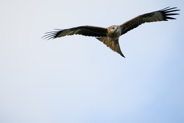 Fototapeta premium close-up of a red kite (Milvus milvus) in flight, blue and white cloud sky