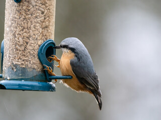 Kleiber (Sitta europaea)