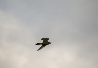 close-up of a kestrel (Falco tinnunculus) bird raptor in overhead flight
