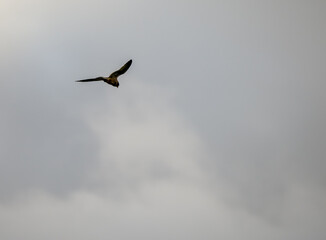 close-up of a kestrel (Falco tinnunculus) bird raptor in overhead flight