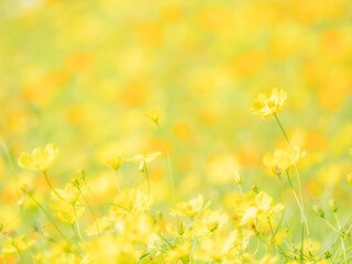 秋の公園や花壇を彩るコスモス（キバナコスモス）のある風景。背景。自然風景素材。