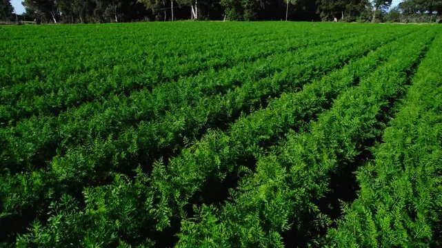 cultivated beautiful green fields in Italy where vegetables are grown, drone footage