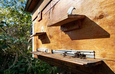 Wooden hive and bees. Bees fly in and out of the hive.