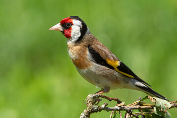 Chardonnerets élégant.