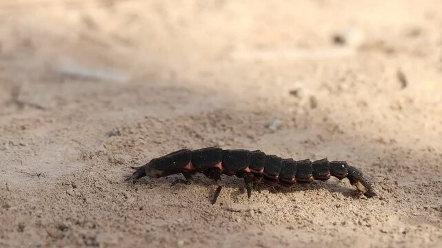 Ninfa de luci&eacute;rnaga mediterr&aacute;nea Nyctophila reichii caminando sobre la arena en el parque natural el Hondo, Elche, Espa&ntilde;a