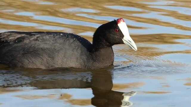 Primer plano de focha moruna fulica cristata comiendo en el humedal del parque natural el Hondo, Elche, Espa&ntilde;a