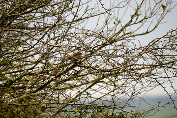 a male chaffinch (Fringilla coelebs) perched on a high vertical branch