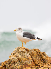 Seagull Standing on a Rock with Ocean Waves in the Background