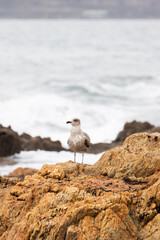 Seagull Resting on a Rock by the Ocean