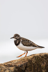 Sandpiper Walking Along the Pebbled Shoreline