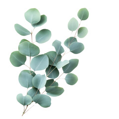 Delicate green eucalyptus leaves nature setting botanical photography fresh atmosphere minimalist perspective on white background , cut out.	