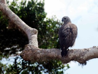 Sri Lankan Birds in the Wild, Sri Lanka 
