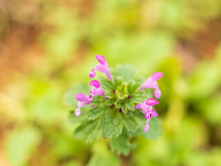 野に咲くホトケノザの花03