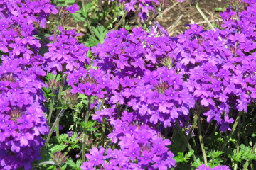 Purple Flower Texture-4