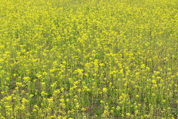 Obraz premium Yellow Flower Texture-3