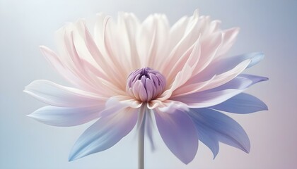 Blooming Lotus with White Purple and Pink Petals Showcasing Nature's Elegance Spring Beauty
