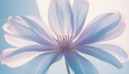 Spring Bloom Big Flower White Purple and Pink Chrysanthemum Gerbera Dahlia Daisy or Lily