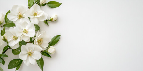 Obraz premium Elegant White Blossoms and Green Leaves Against a Minimalist Background