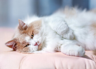 Ginger and White Fluffy Cat Relaxing on a Soft Cushion