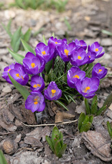 The tenderness of the first spring blossom. A lot of purple crocuses were blooming in a flowerbed in a garden or park. purple crocus flowers with yellow pistil. Hello spring. Floriculture with love