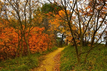 Hiking traill through a mediterranean forest in autumn colors
