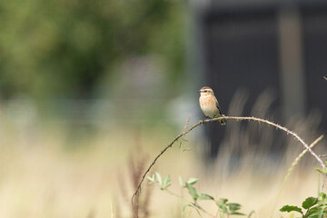 Tariers des pr&eacute;s.