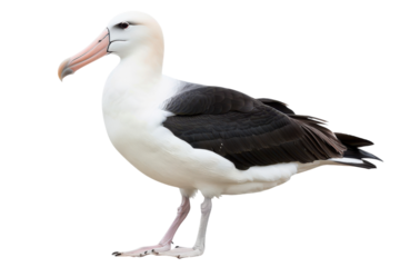 Captivating Sharp Focus Albatross Isolated on Seamless White Background Ideal for Nature and Wildlife Projects
