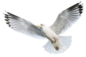 High-Resolution Sharp Focus Image of a Gull Isolated on a Seamless White Background for Various Creative Applications