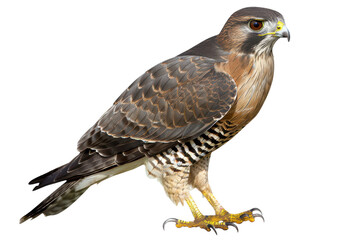 Obraz premium Sharp Focus Sparrow Hawk Isolated on Seamless White Background for Wildlife and Nature Illustrations