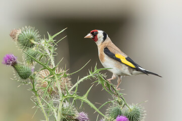 Chardonnerets &eacute;l&eacute;gant.