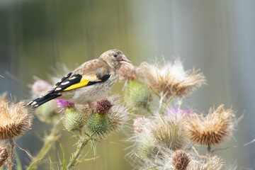 Chardonnerets élégant.