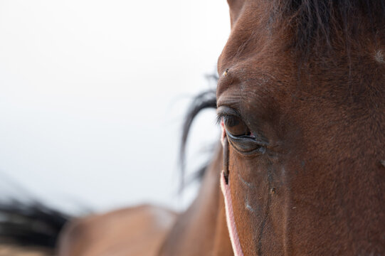 Close-up of the eye of a brown horse