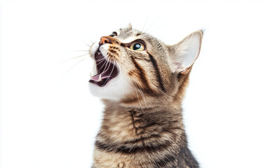 Gato domestico europeo gris atigrado