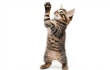 Gato pequeño domestico europeo gris atigrado