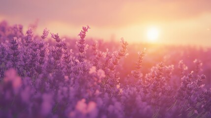 Fototapeta premium Lavender fields stretching across the horizon with warm sunlight casting soft shadows over the blooms selective focus