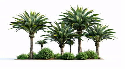 Fototapeta premium Aloe-striata trees with a transparent background, 3D rendering, for illustration and digital composition.