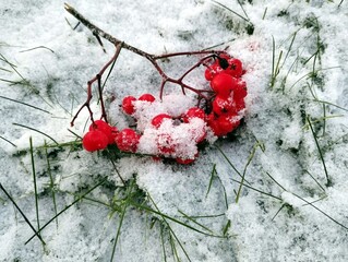 Rowan berries covered with snow.