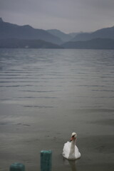 Paysage du lac d'Annecy avec un cygne