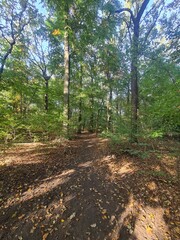der wunderschöne Plänterwald in Berlin Treptow, an einem Tag mit herrlichem Sonnenschein